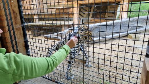 Zoo Zlín, Jaguar Trek, samice Yuna