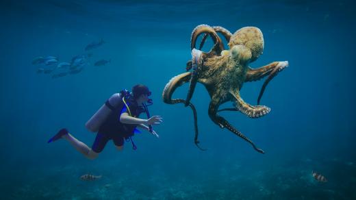 Jak si hrají chobotnice?