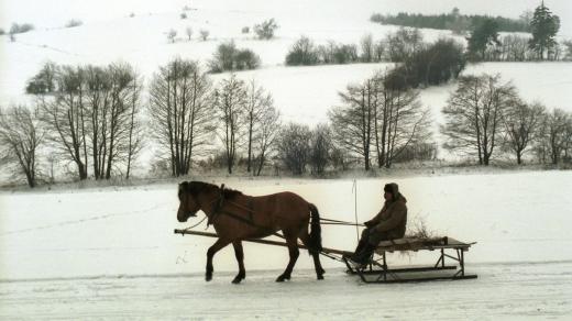 Zima na Vysočině, kůň, sáně (ilustrační foto)