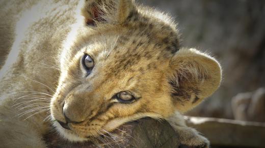 Nově sestavená lví smečka v Safari Parku Dvůr Králové 