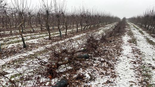 Ovocnáři v Libčanech likvidují své stromy. Zdravé jabloně prodávají lidem jako palivové dřevo