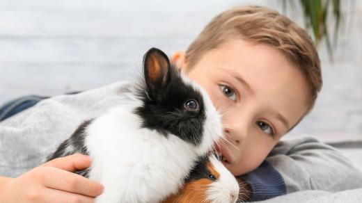 Více než křeček se k dětem hodí králík nebo morče