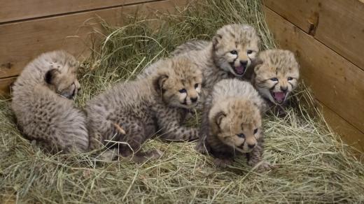 Pět mláďat porodila v Safari Parku Dvůr Králové samice geparda Spirit