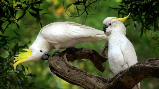 Papouškové kakadu jsou krásní, ale vyžadují správnou péči