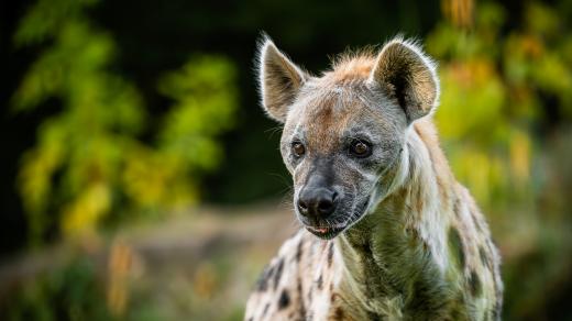 Hyena skvrnitá v areálu West Cape