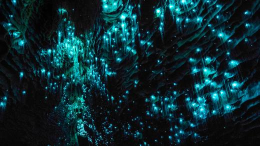 Svítící larvy v novozélandském jeskynním komplexu Waitomo