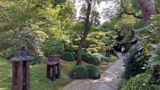 Bonsaje v Japonské zahradě