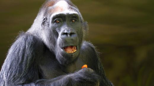 Gorilí samec Tadao