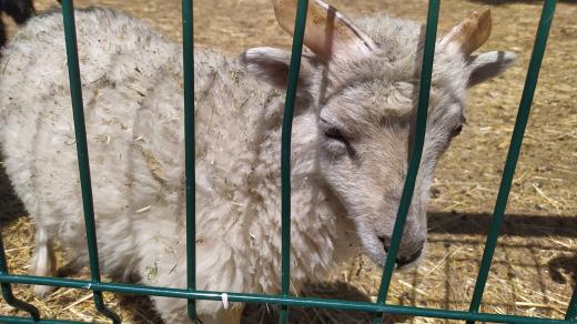 Jehně ovce ouessantské