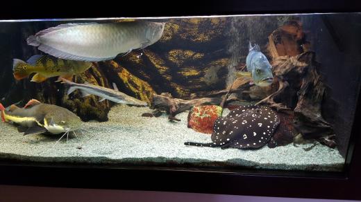 V rybářské škole ve Vodňanech chovají i amazonské ryby