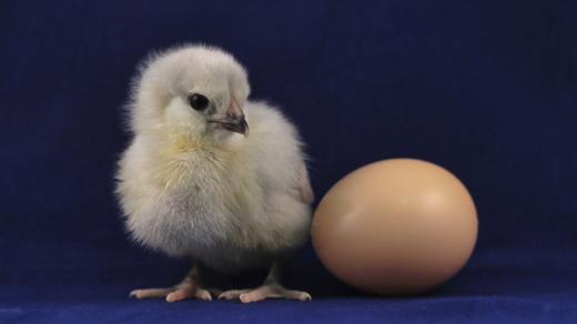 kuře, kuřátko, vejce, vajíčko