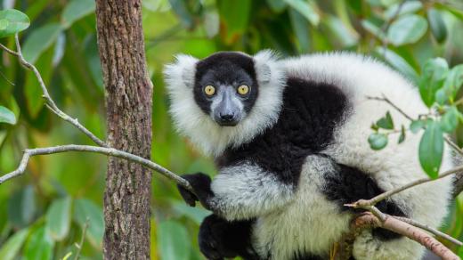 Lemur vari z Madagaskaru