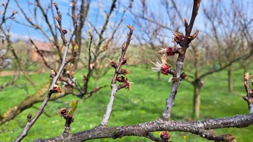 Meruňky, mrazem poničené stromy v době květu (sady Radka Svobody z Vážan na Uherskohradišťsku)eg