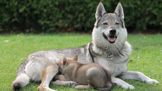 Československý vlčák