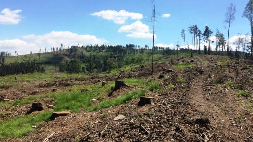Rozpad smrkových lesů na severní Moravě
