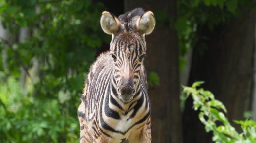 Zebra, zoo Jihlava