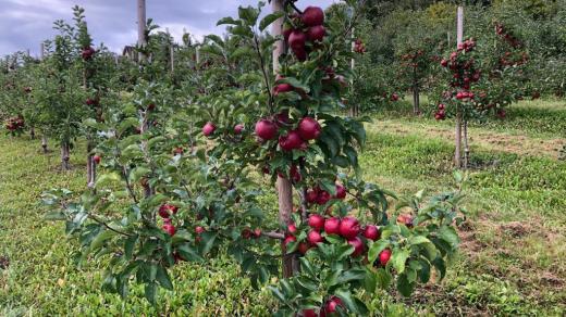 S letošní úrodou jablek jsou jihočeští ovocnáři spokojeni