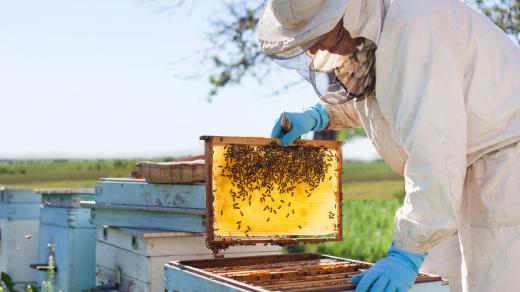 Co všechno lidstvu dávají včely?