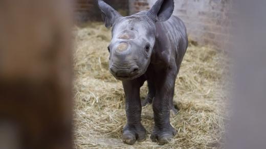 Ve dvorském safari parku se po čtyřech letech narodil nosorožec
