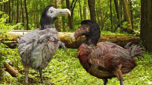 Ilustrace ukazuje, jak zhruba mohl vypadat pták dodo