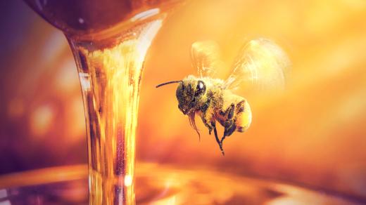 Z čeho vlastně vzniká med?