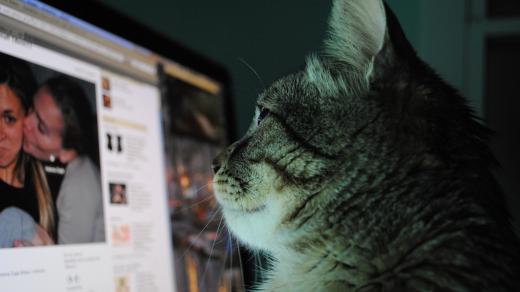 Kočka surfující na internetu