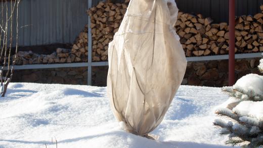 Bílá netkaná textilije ochrání rostliny před mrazíky