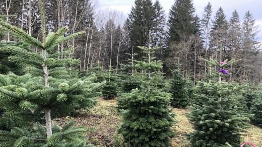 Devítileté stromky na plantáži v Českých Lhoticích