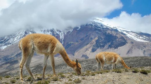 Lama vikuňa, v pozadí vulkán Chimborazo v Ekvádoru