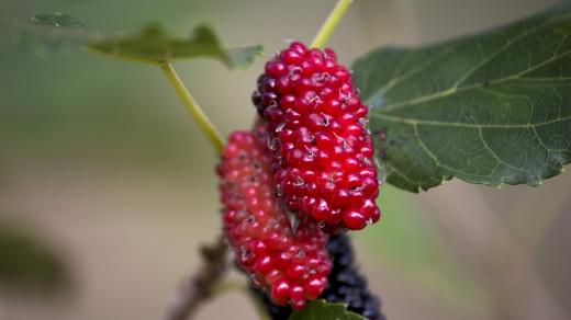 Moruše, plody morušovníku