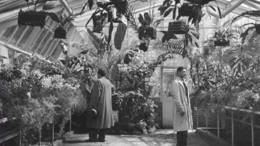 Ilustrační foto (pohled do jednoho z pavilónů pražské botanické zahrady, 1939)