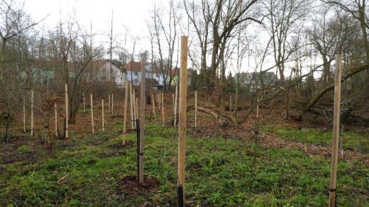 První letošní výsadba dala Bohumínu 170 nových stromů