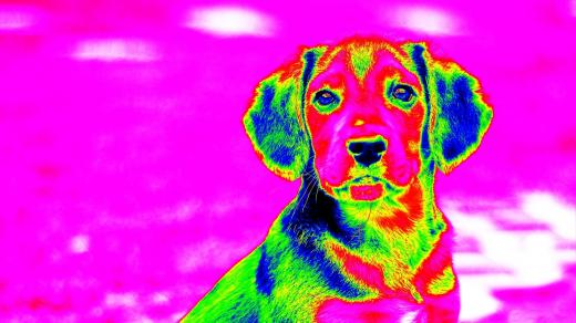 Pes v infračerveném záření
