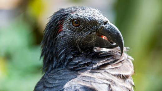Tricha orlí neboli Drákulův papoušek
