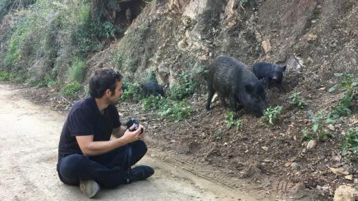 Člen výzkumného týmu Aníbal Arregui na předměstí Barcelony, kam se stahuje velké množství divokých prasat