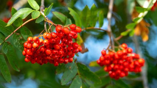 Větvička se zralými jeřabinami