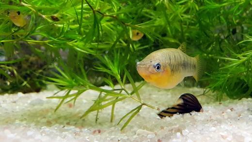 Expozice Rybí archa v Zoo Plzeň