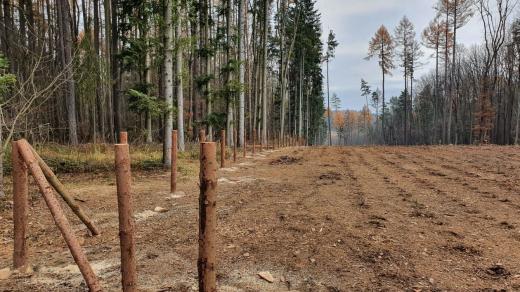Výsadba nových lesů na Zlínsku