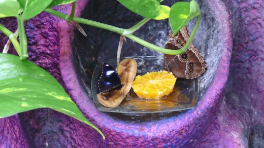 Hypolimnas bolina a morpho peleides si pochutnávají na pomeranči a na banánu