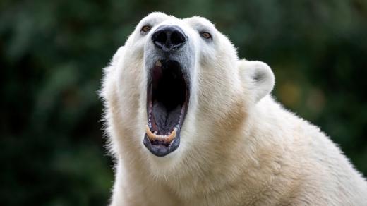 Obyvatelé polárních oblastí lední medvědy lovili. Jejich játra ale nikdy nejedli