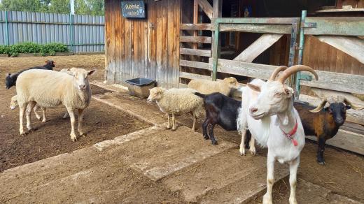 Hravá farma Duběnka