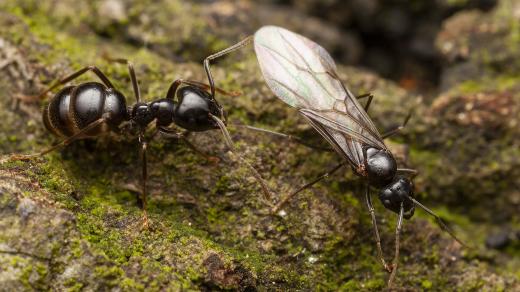 Mravenec černolesklý