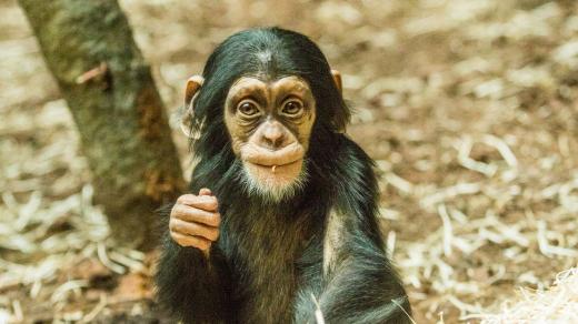 Mládě šimpanze hornoguinejského