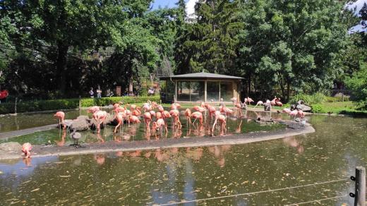 Plameňáci v drážďanské zoo