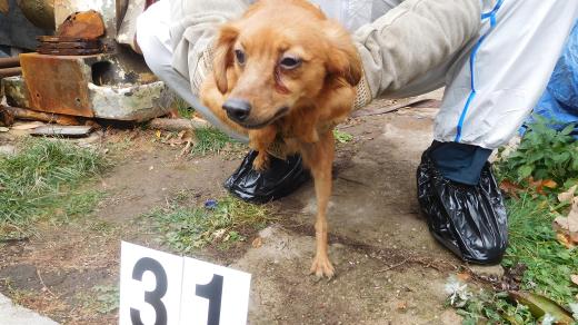 Jeden z téměř 80 psů odebraných chovatelce v Mladějově na Svitavsku