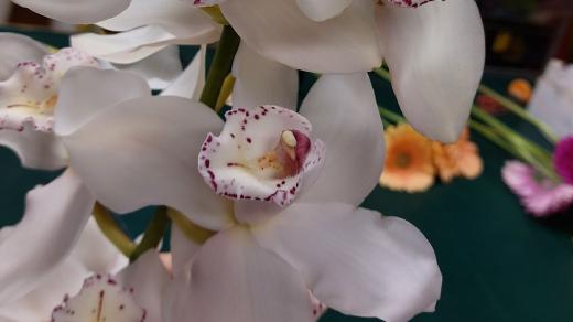 Květy orchideje jsou nádherné