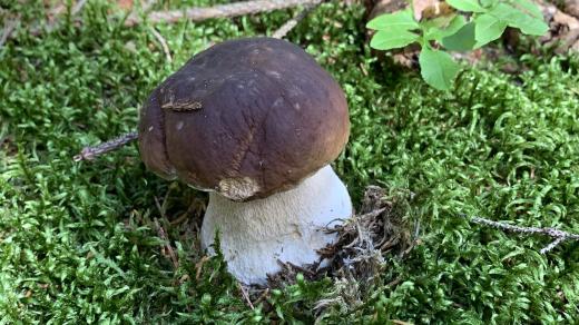 Krkonošský kuba z hříbků se dá připravit i ve sladké variantě. Místo strouhanky či rohlíků použijeme vánočku