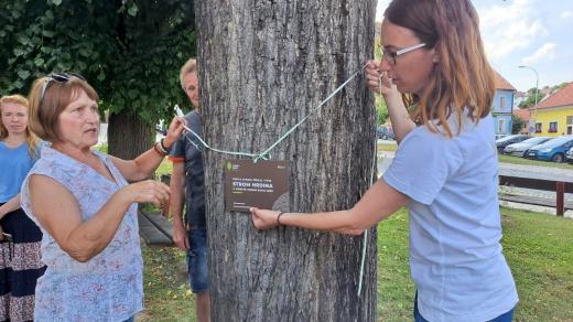 Lípy na náměstí ve Volyni získaly titul Strom hrdina od Nadace Partnerství