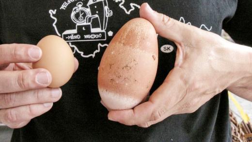 Největší zaregistrované slepičí vejce v Česku