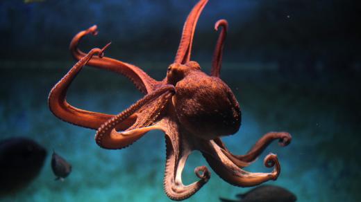 Chobotnice jsou fascinující zvířata
